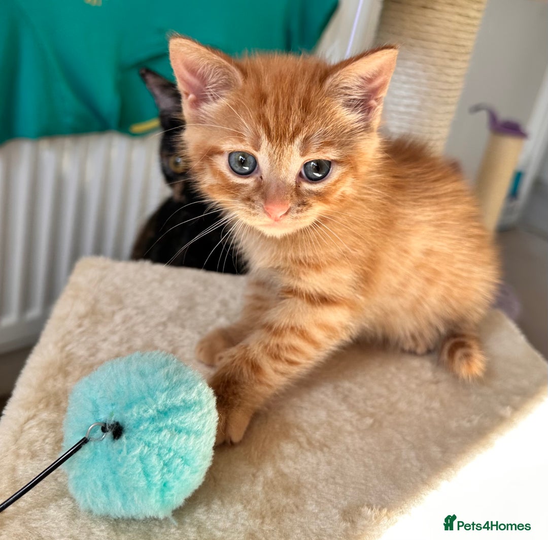 Mixed Breed cats for sale: Amiable bengal mix tabby kittens - Image 5
