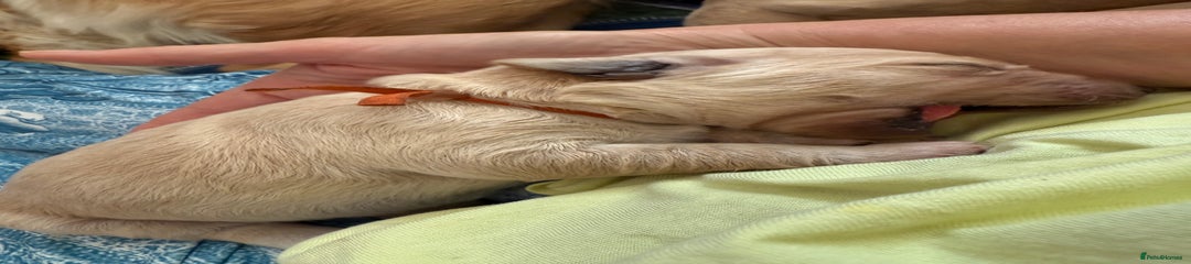 Golden Retriever Puppy 3