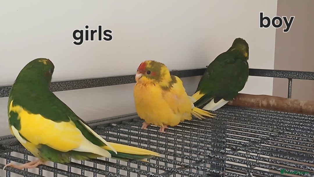 Parakeets birds for sale: Baby kakariki  - Image 2