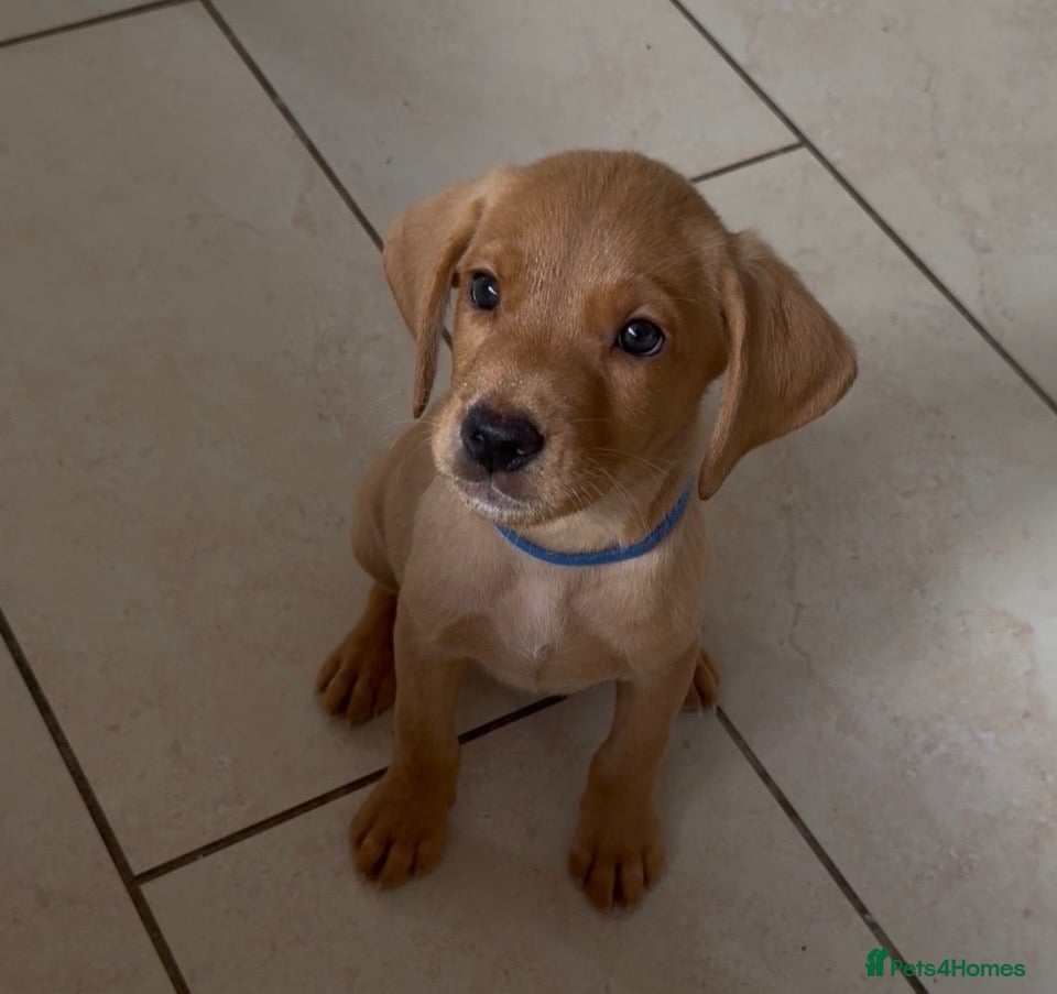 Labrador Retriever dogs Fox Red KC registered Labradors - Advert 2