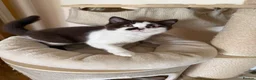 British Shorthair cats for sale: BHS Chocolate bicolour boy - Advert 4