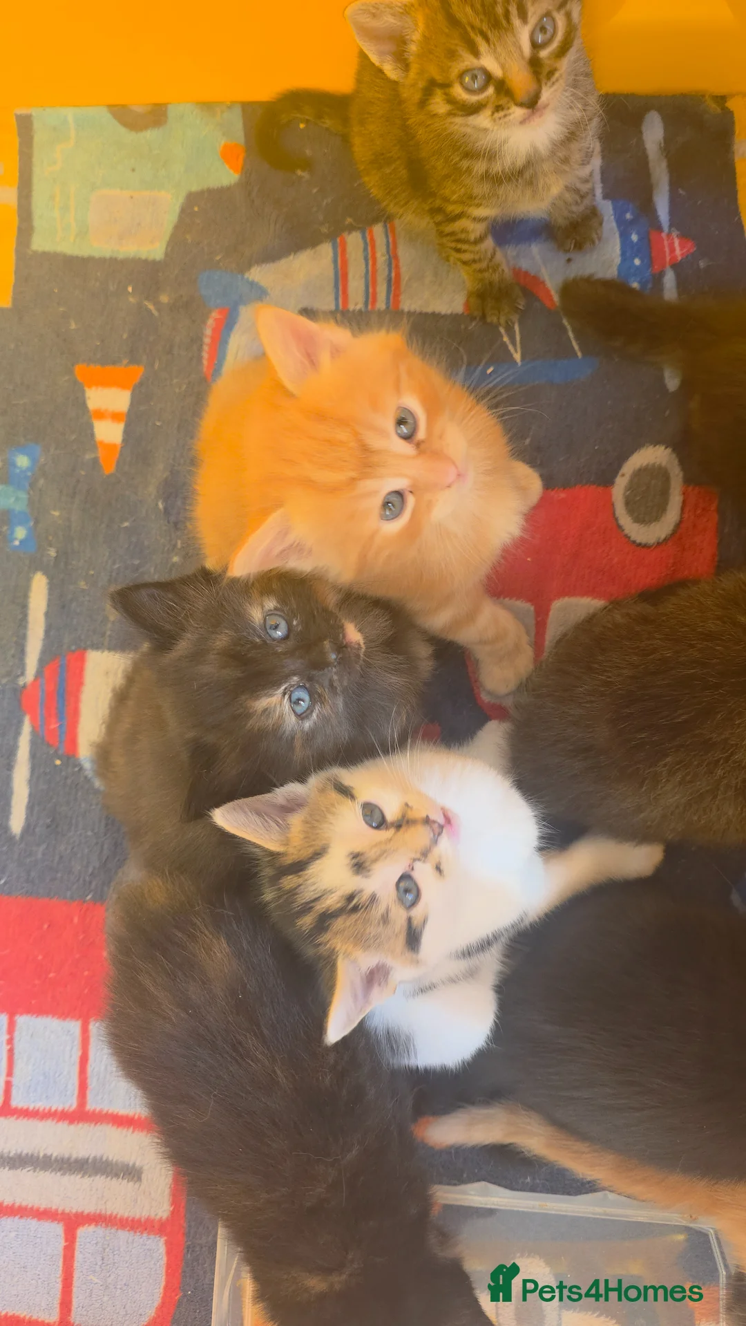 Mixed Breed cats for sale: Little kittens  - Advert 1