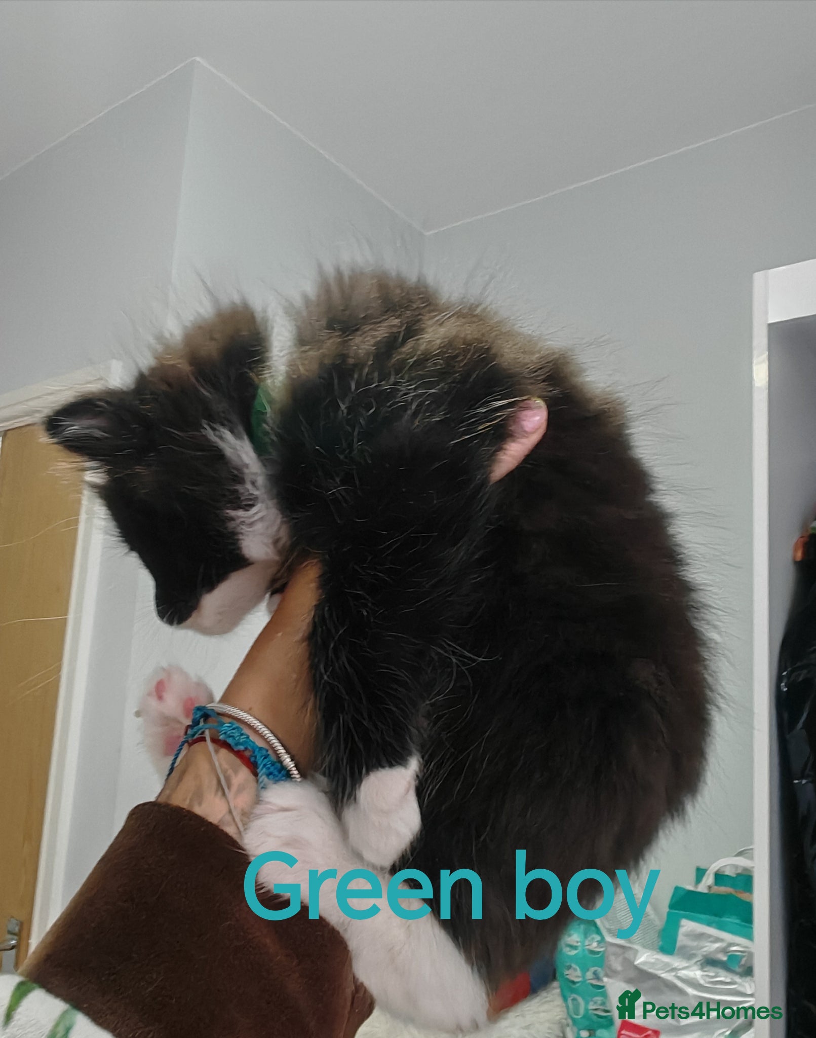 Mixed Breed cats Beautyfull babies ragcoon x tuxedo croos  - Advert 2