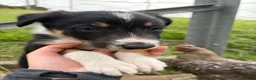 Border Collie dogs for sale: 4 Border Collie ISDS Registered Pups for Sale - Advert 27