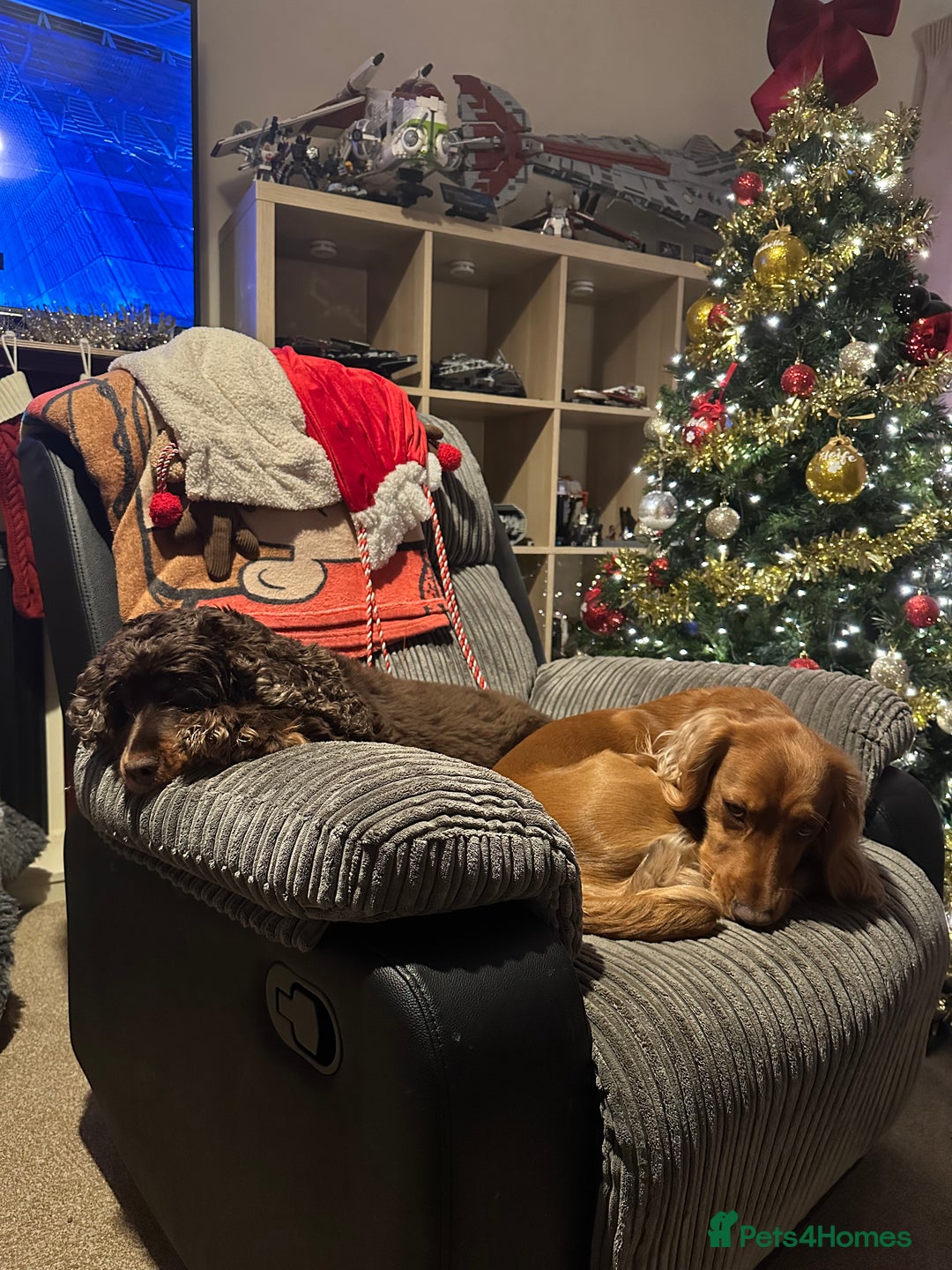 Cocker Spaniel dogs for sale: Cocker Spaniel puppies: Interest list - Advert 2