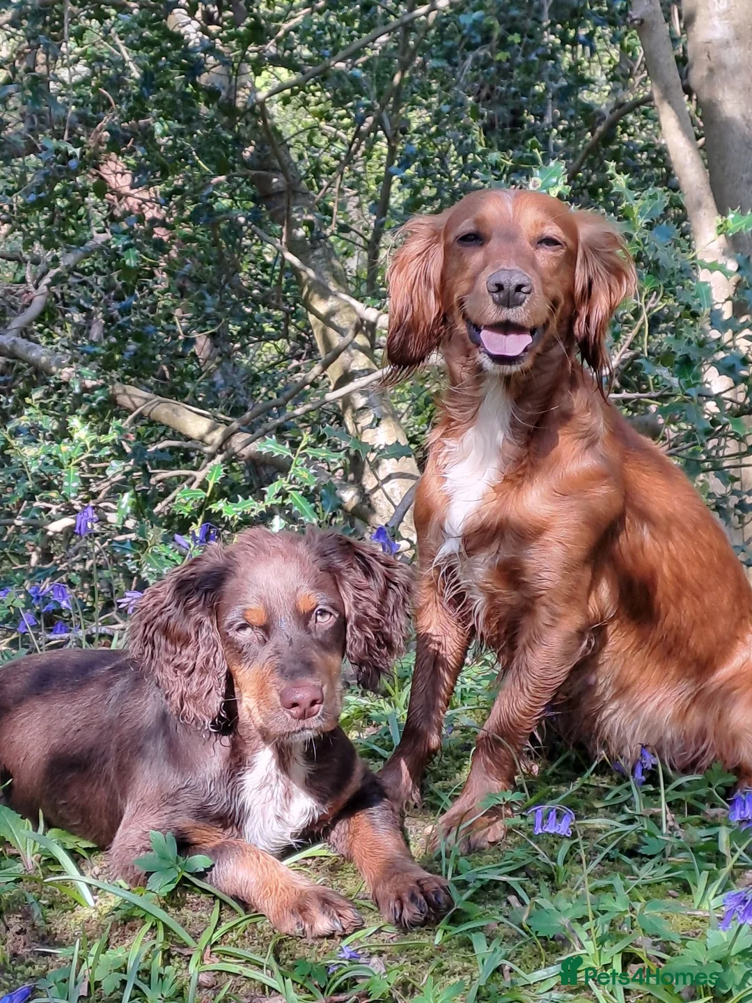 Cocker Spaniel dogs for sale: Working Cocker Spaniels  - Advert 2