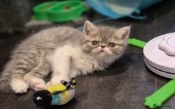 Exotic cats for sale: Exotic longhair and short hair kittens  - Image 1