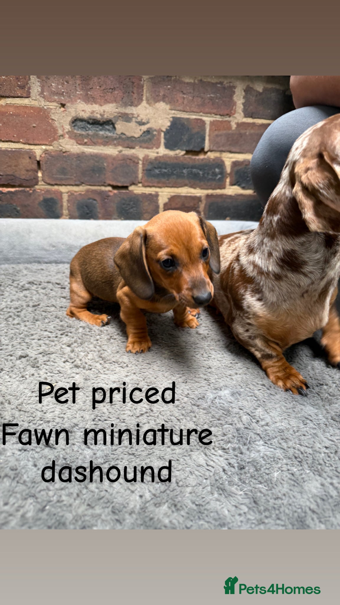 Miniature Dachshund dogs Stunning fawn miniature dashound⭐️🐶 - Advert 1