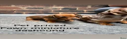 Miniature Dachshund dogs for sale: Stunning fawn miniature dashound⭐️🐶 - Advert 1