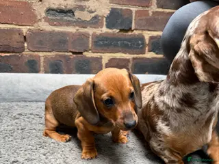 Miniature Dachshund dogs Stunning fawn miniature dashound⭐️🐶 - Advert 1