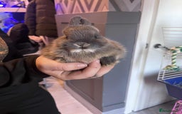 Netherland Dwarf rabbits for sale: Netherland dawlf - Image 2