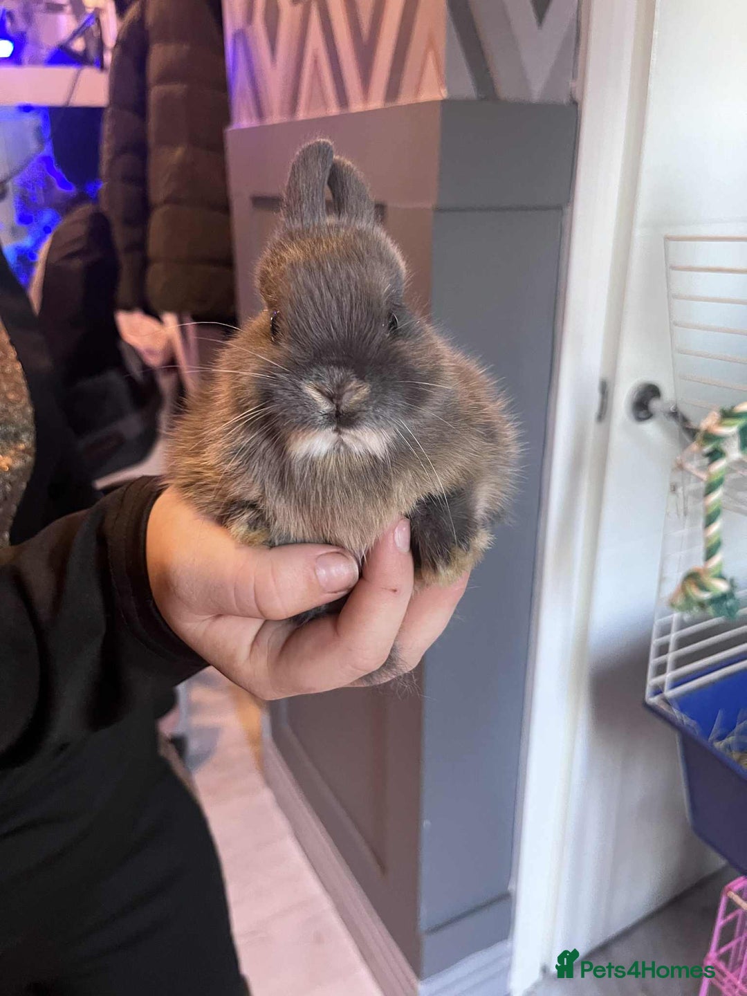 Netherland Dwarf rabbits for sale: Netherland dawlf - Image 2