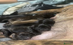 Mixed Breed dogs for sale: Staffy cross pups - Image 10
