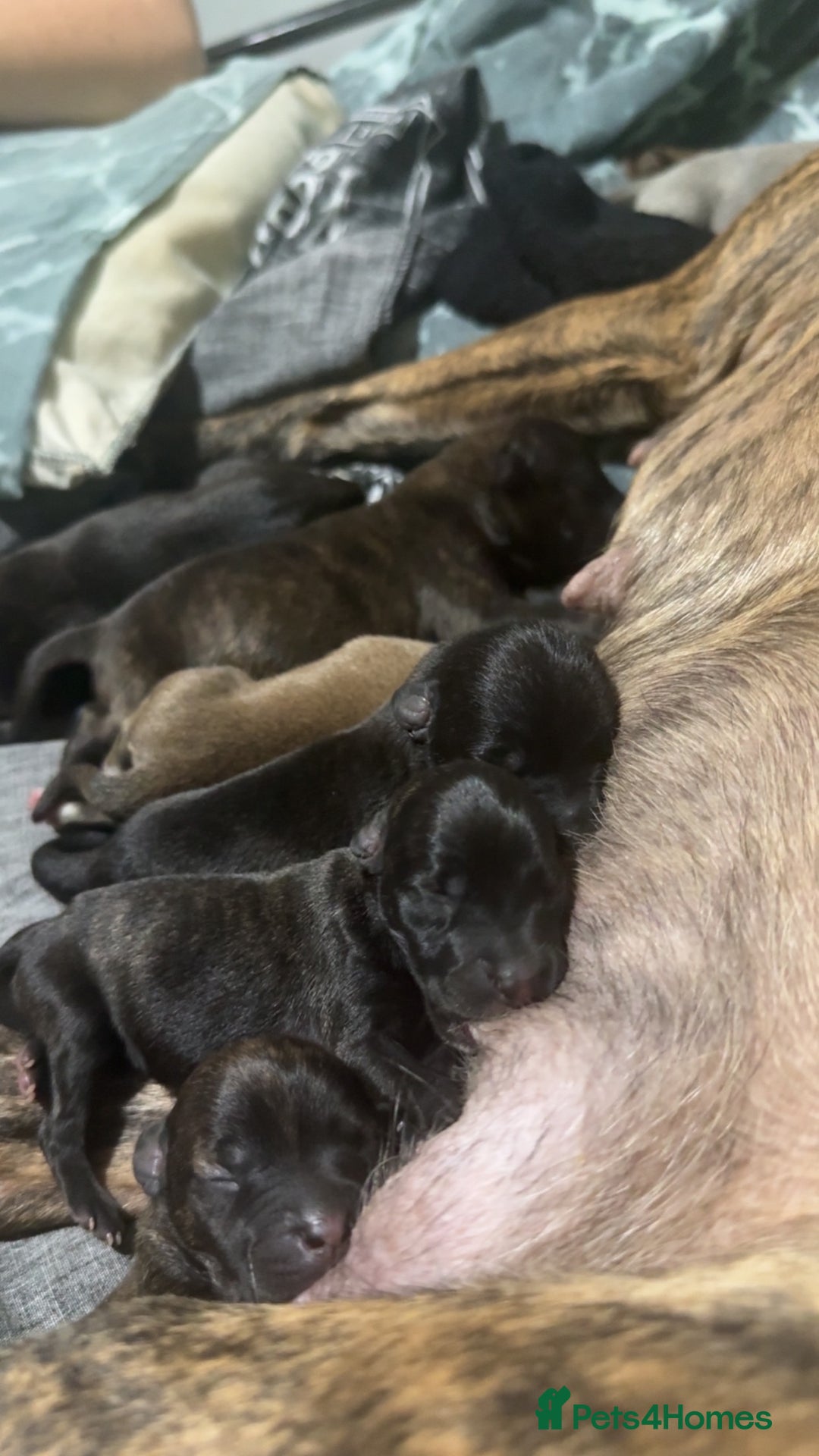 Mixed Breed dogs for sale: Staffy cross pups - Image 10