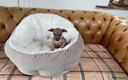 Italian Greyhound dogs for sale:  Beautiful Italian greyhound puppies  - Image 6