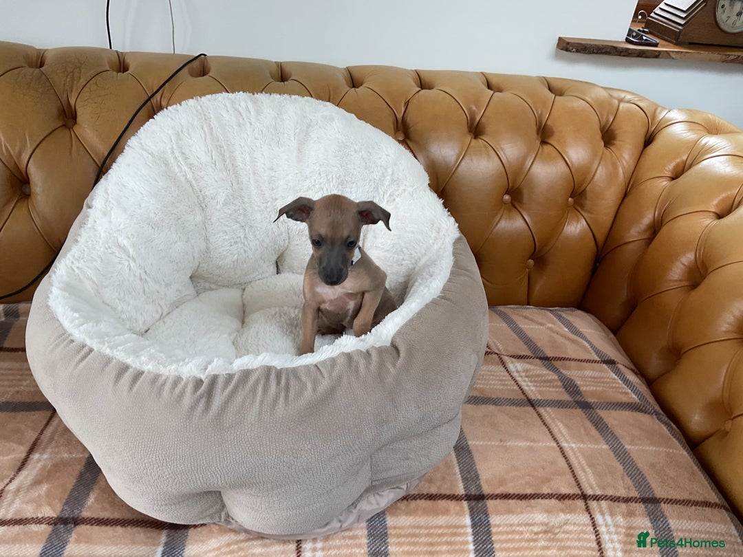 Italian Greyhound dogs for sale:  Beautiful Italian greyhound puppies  - Image 6