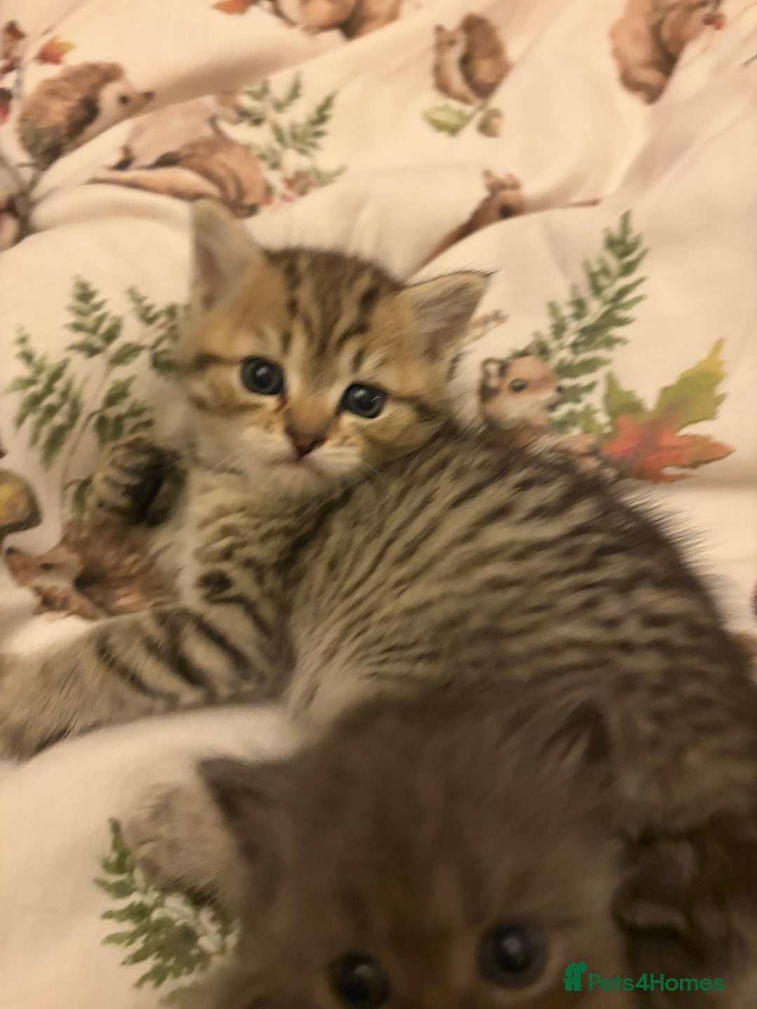 British Shorthair cats for sale: British short hair/persian mother - Image 5