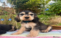 Cocker Spaniel dogs for sale: KC show cocker spaniel puppies. Ready Now! - Image 2