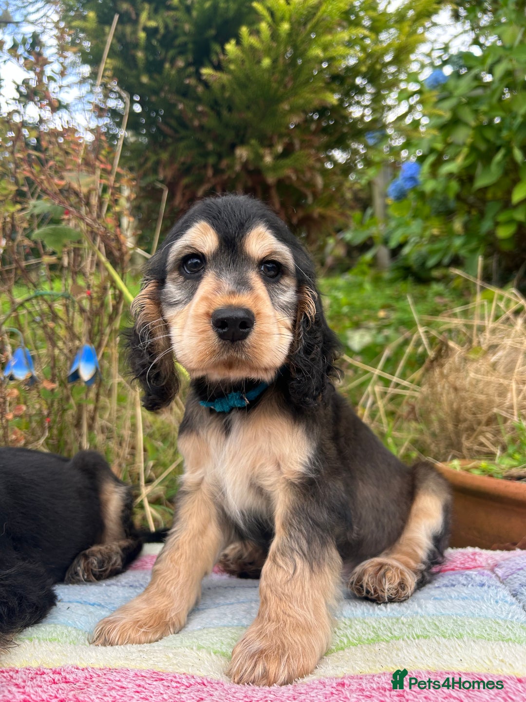 Cocker Spaniel dogs for sale: KC show cocker spaniel puppies. Ready Now! - Image 2