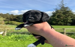 Cocker Spaniel dogs for sale: Ready now KC registered DNA clear  - Image 5