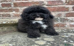 Toy Poodle dogs for sale: Beautiful KC Reg. Small Toy Poodle Puppies - Image 13