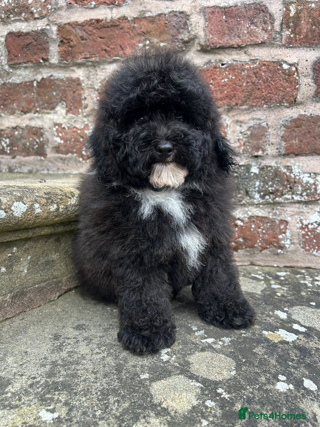Toy Poodle dogs for sale: Beautiful KC Reg. Small Toy Poodle Puppies - Image 13