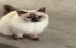 Ragdoll cats for sale: Beautiful Ragdoll for sale  - Image 1