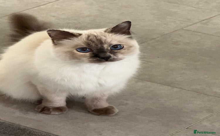 Ragdoll cats - Advert 5