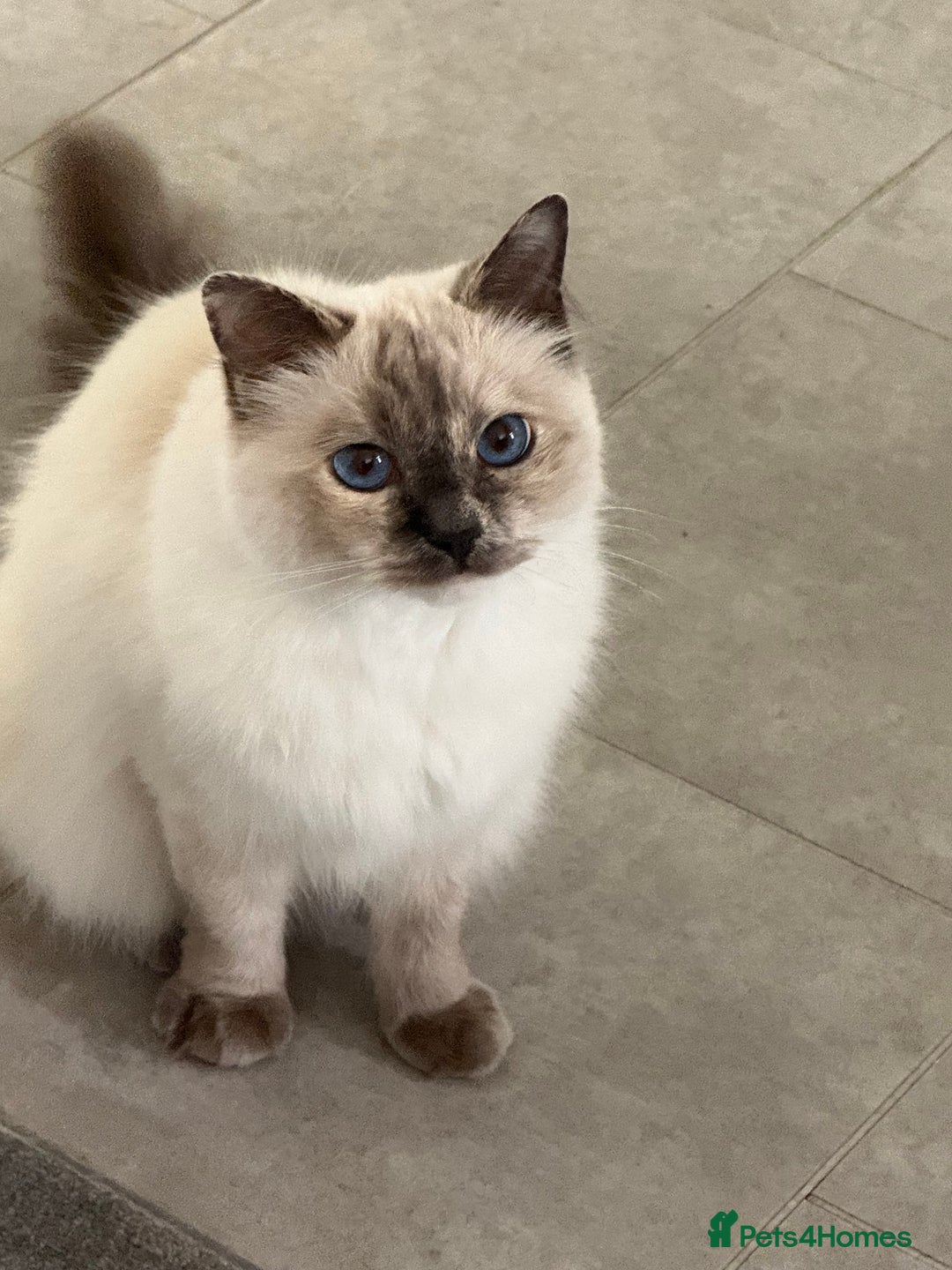 Ragdoll cats for sale: Beautiful Ragdoll for sale  - Image 1