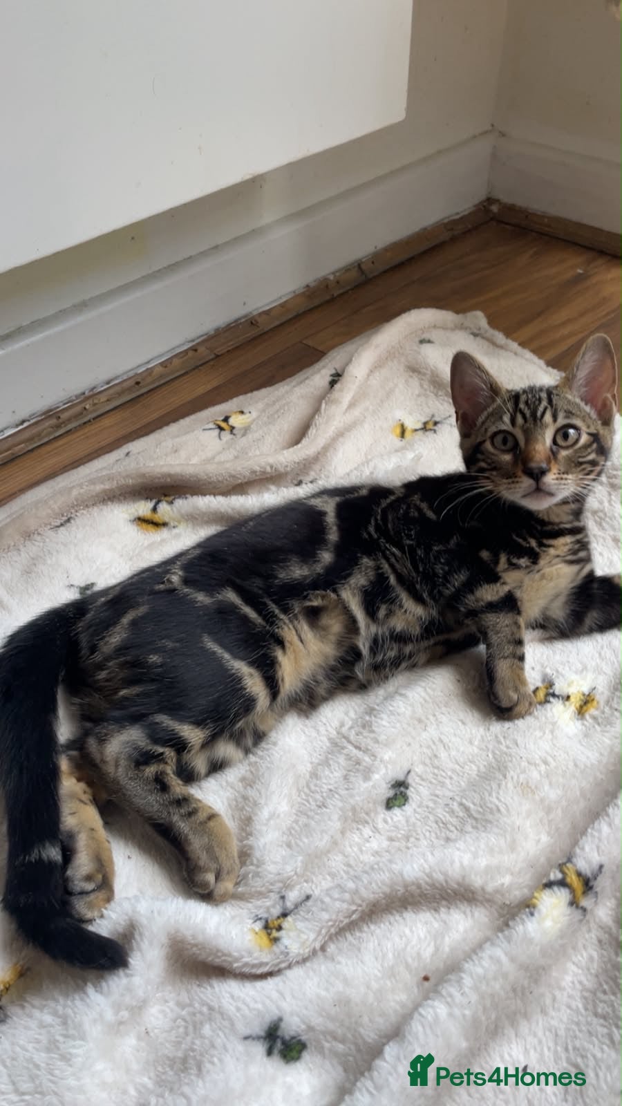 Mixed Breed cats MIXED BENGAL KITTENS FOR SALE URGENT - Advert 10