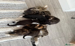 Mixed Breed cats for sale: Six loving kittens - 3 boys and 3 girls - Image 2