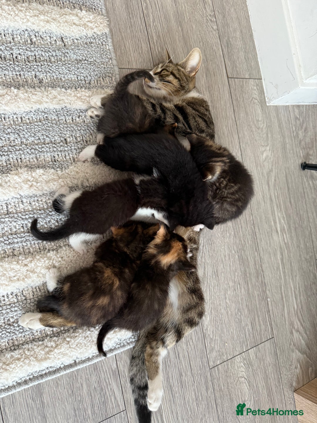 Mixed Breed cats for sale: Six loving kittens - 3 boys and 3 girls - Image 2