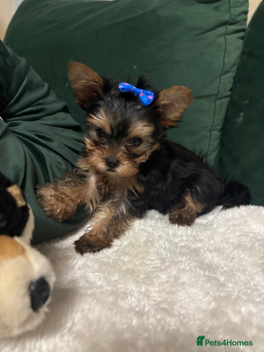 Yorkshire Terrier dogs for sale: ✨Four Adorable Yorkshire Terrier Puppies For Sale✨ - Advert 21