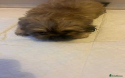 Shih Tzu dogs for sale: Shih Tzu puppy’s  - Image 9
