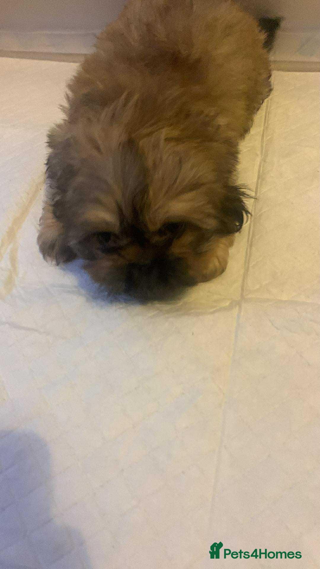 Shih Tzu dogs for sale: Shih Tzu puppy’s  - Image 9