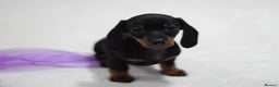 Miniature Dachshund dogs for sale: 🌟Gorgeous Miniature Dachshunds🌟 - Advert 7