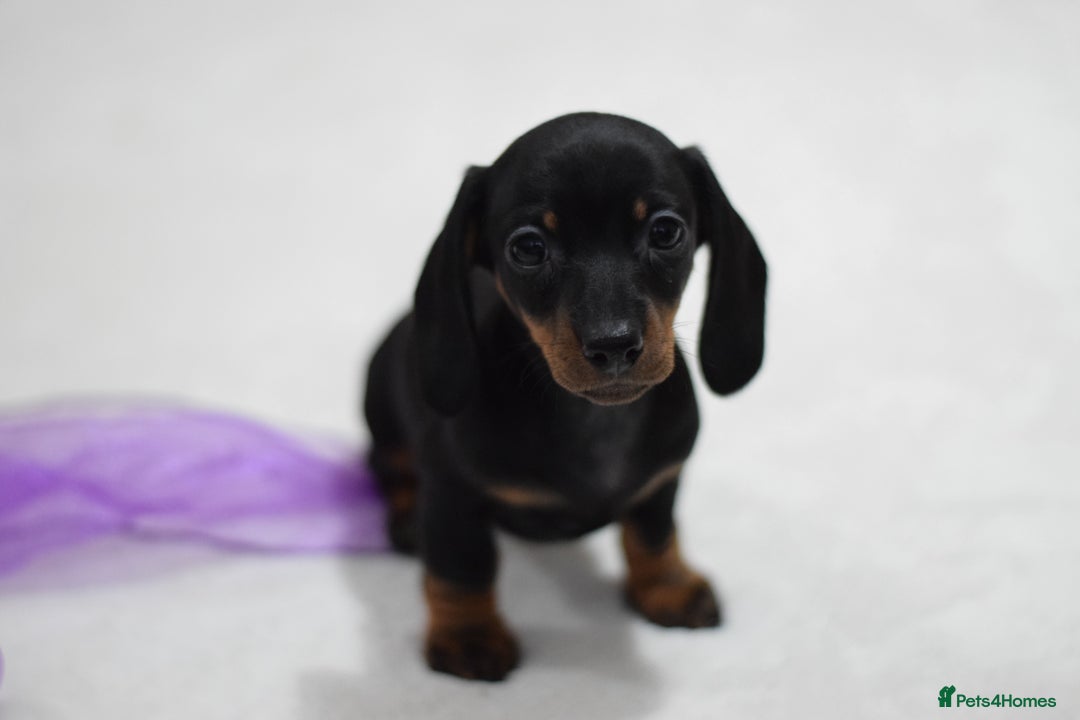 Miniature Dachshund dogs for sale: 🌟Gorgeous Miniature Dachshunds🌟 - Advert 7