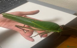Stick Insects invertebrates for sale: Giant hooded katydid (siliquofera grandis) - Image 5