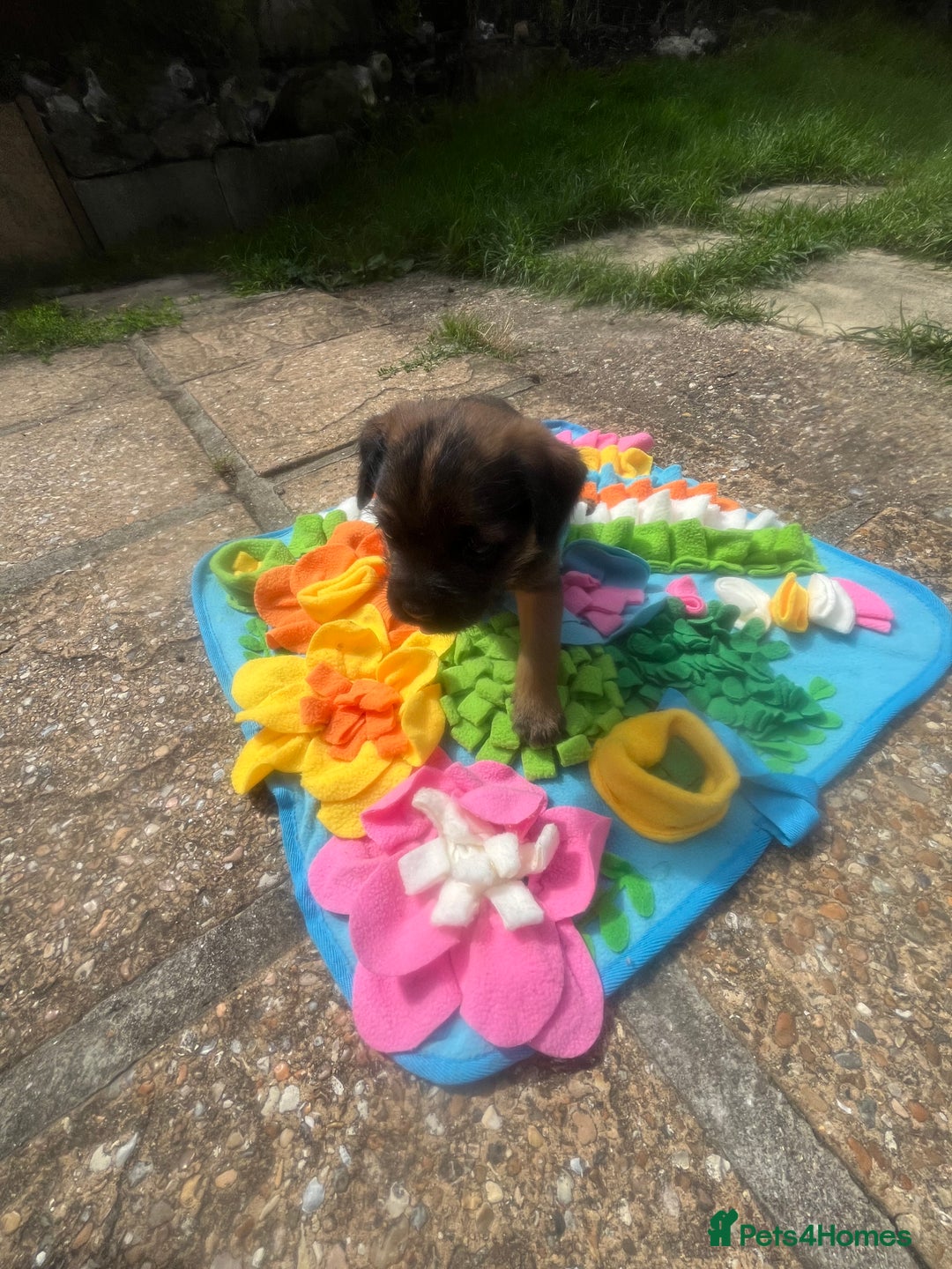 Border Terrier dogs for sale: Gorgeous KC reg Border Terrier Boys - Image 5