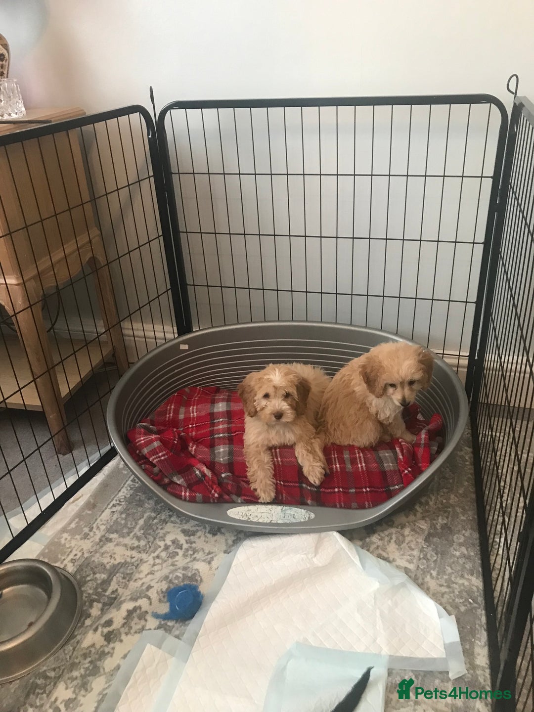 Cockapoo dogs for sale: 🐩🐶STUNNING F1 COCKAPOO PUPPIES🐶🐩 - Image 21