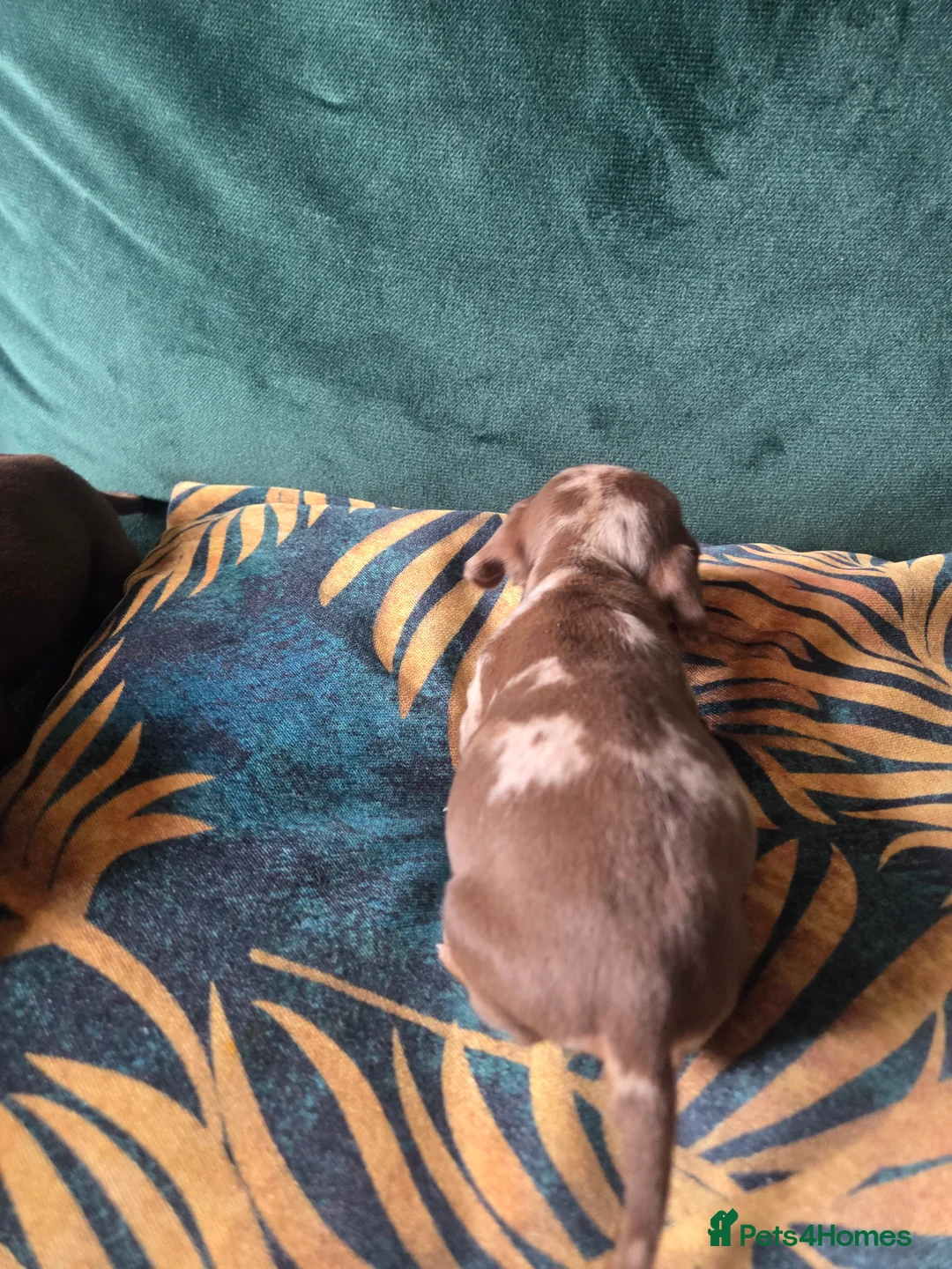 Miniature Dachshund dogs for sale: Miniature Dachshund 2 boys 1 girl in Sowerby Bridge - Advert 12
