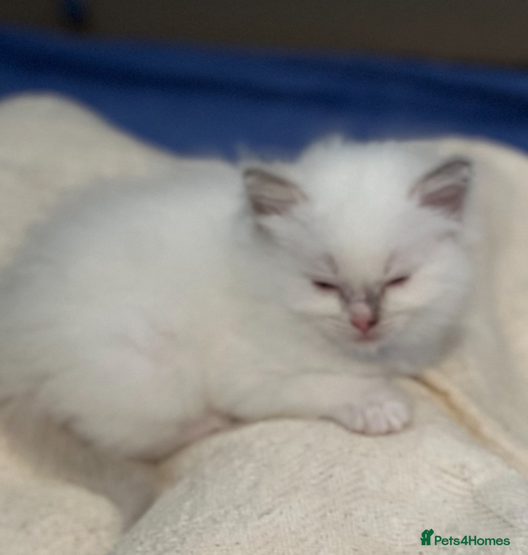 Ragdoll cats for sale: Blue Tortie Lynx kittens pure ragdolls - Advert 28