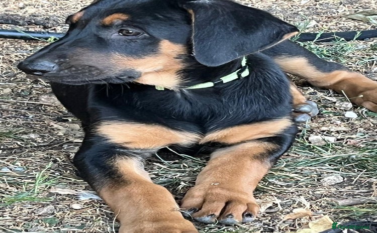 Dobermann dogs - Advert 2