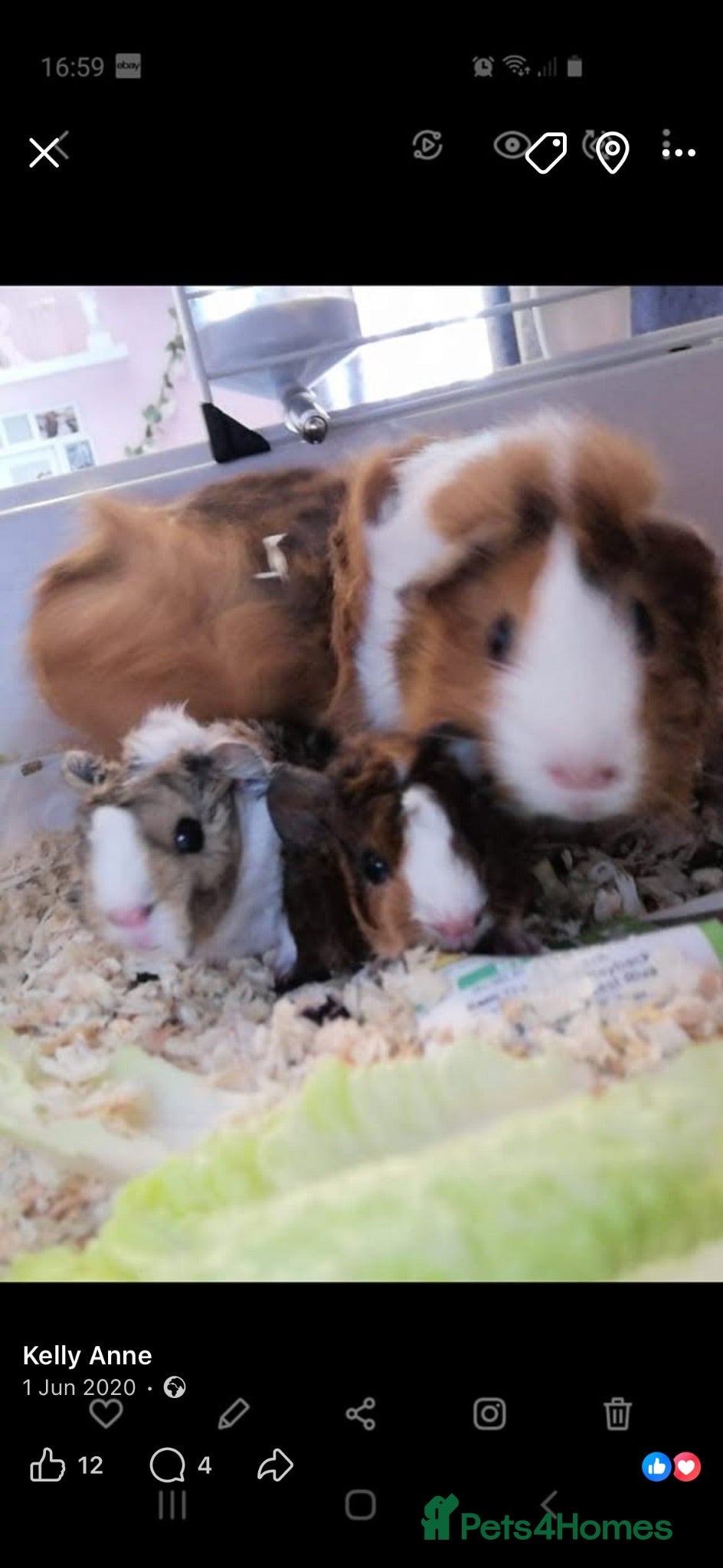 Guinea Pig rodents Babies ready 2 reserve  - Advert 18