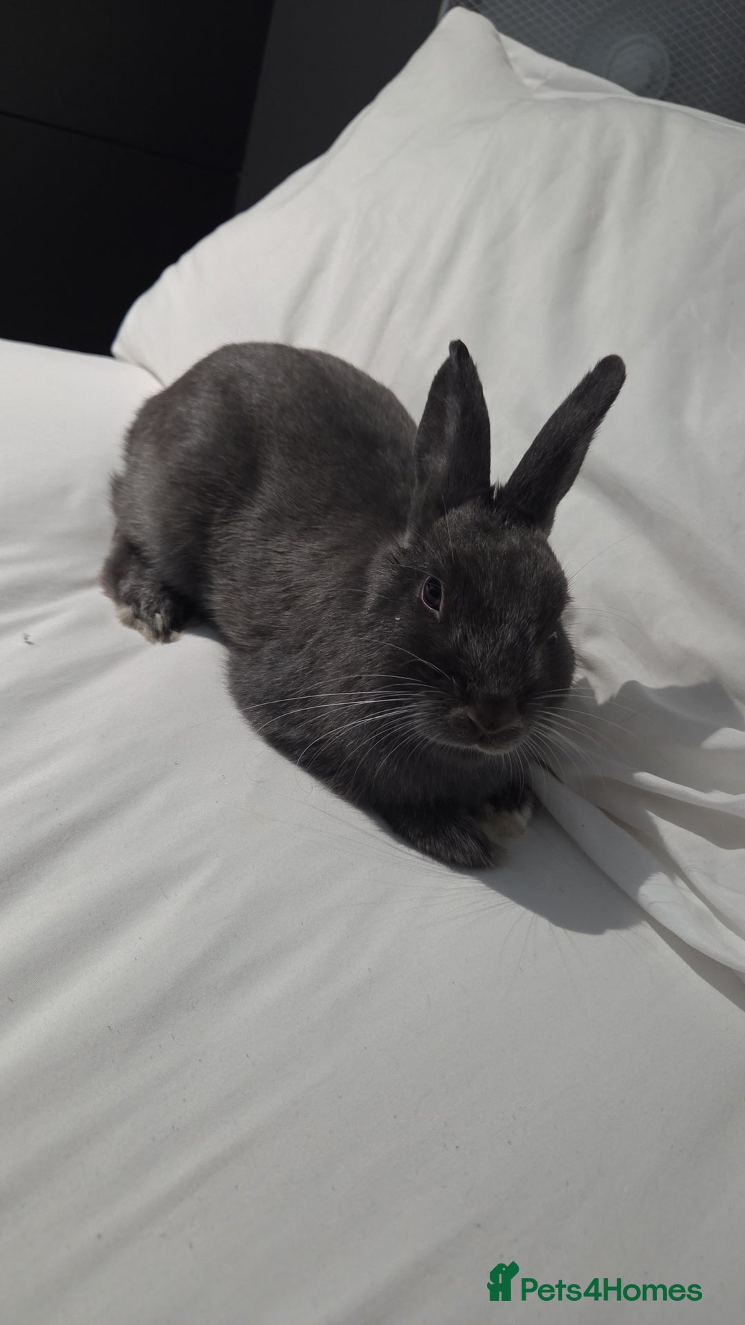 Netherland Dwarf rabbits for sale: Blue/grey Netherland Dwarf 9 month old Female - Advert 5