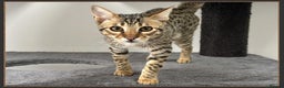 Savannah cats for sale: Three beautiful F5 SBT Savannah sisters - Advert 20