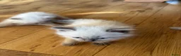 Ragdoll cats for sale: Beautiful Pure Ragdoll kittens - Advert 24