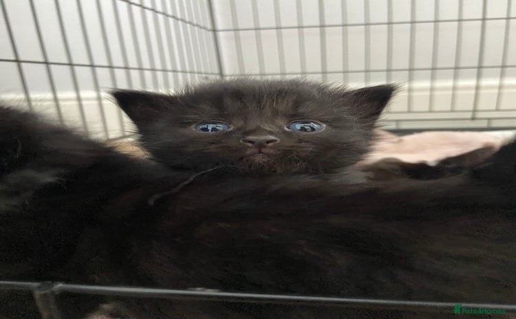 Mixed Breed cats - Advert 16