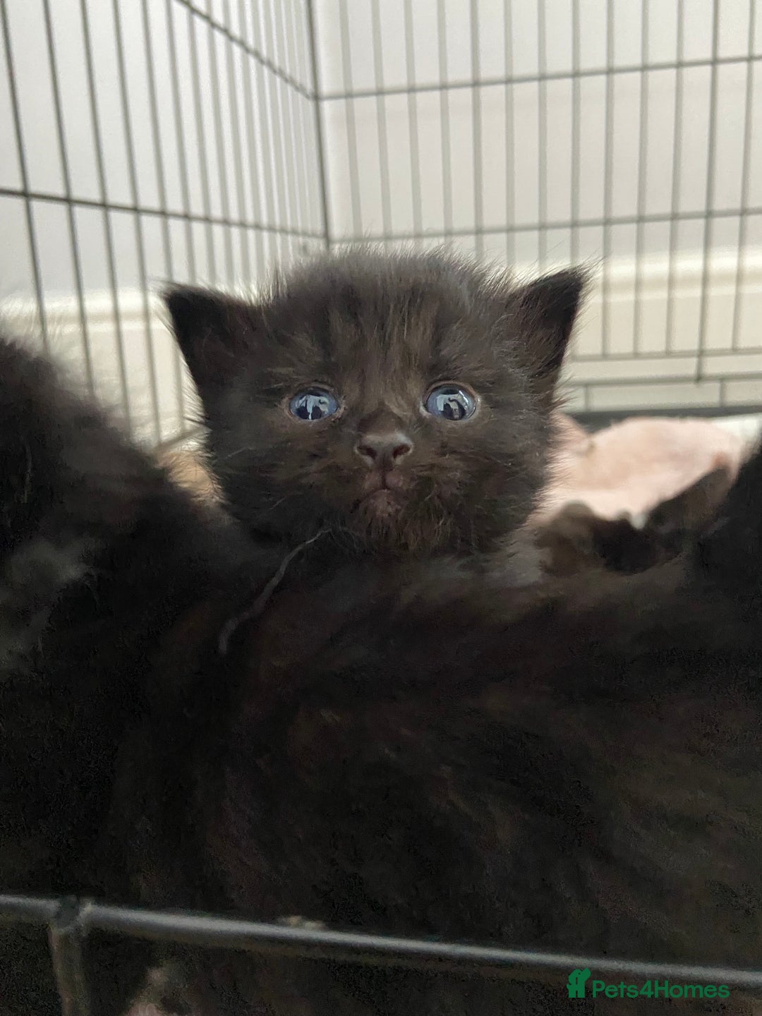 Mixed Breed cats for sale: 4 fluffy Russian blue mix kittens  - Image 1