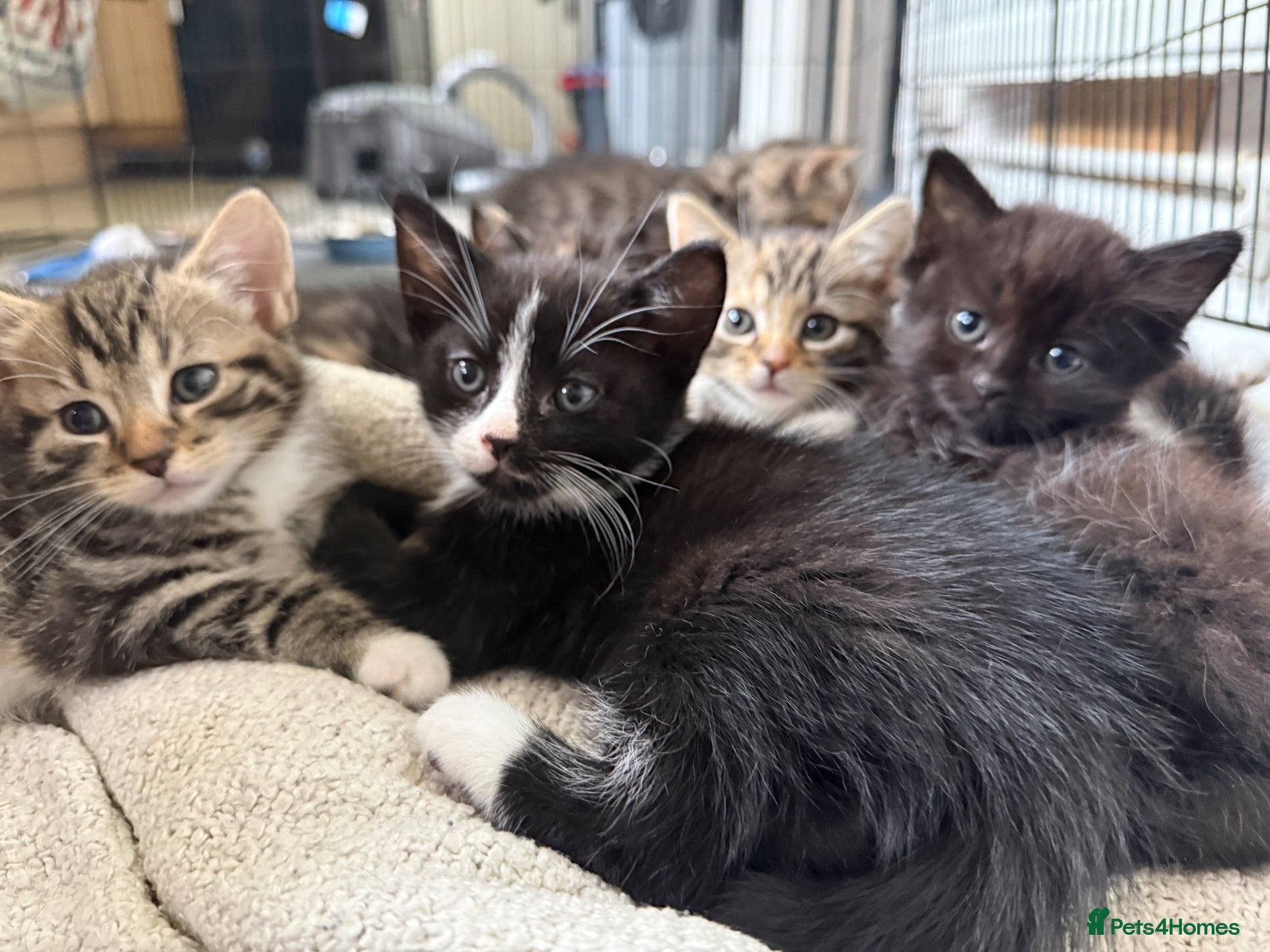 Mixed Breed cats Kittens ready to go now  - Advert 1